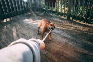 When Animals Hurt Humans: How to Ascertain Clear Legal Accountability